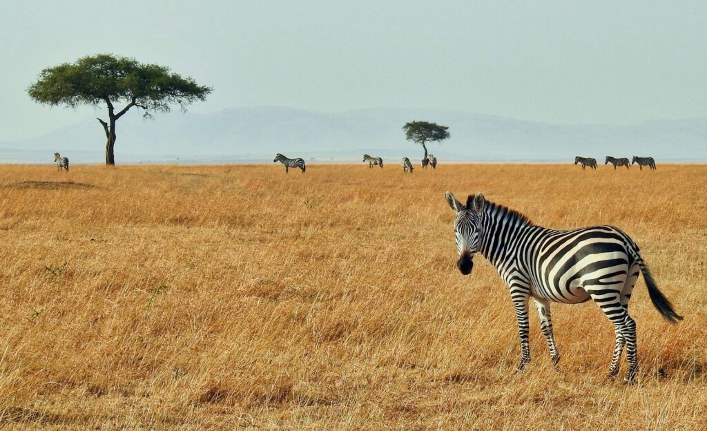 Zebra in Kenya